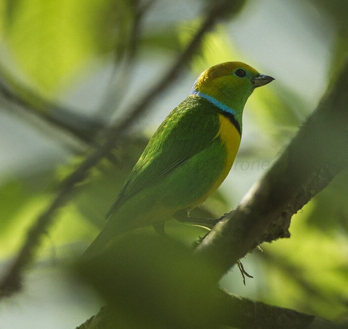El sacrificio de un pájaro