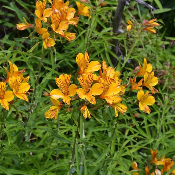 Leyendas sobre el amor