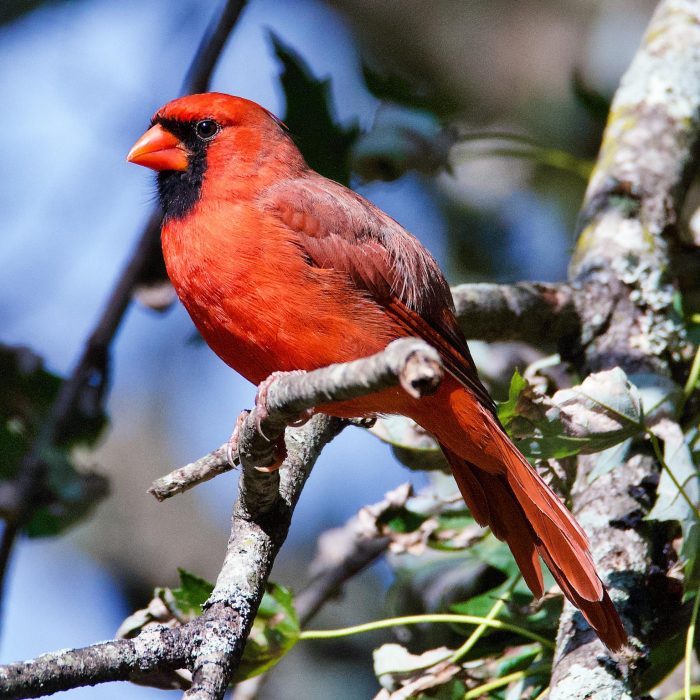 El Cardenal