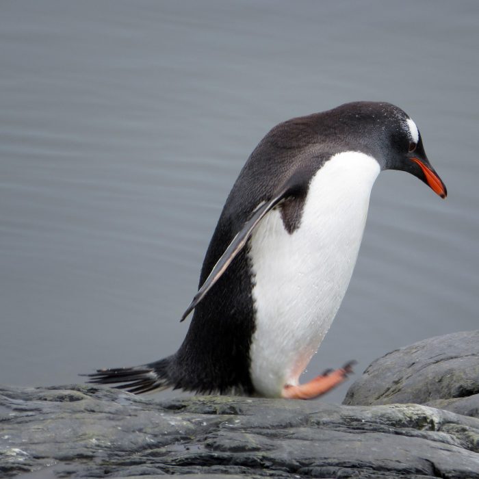Por qué los pingüinos no vuelan.